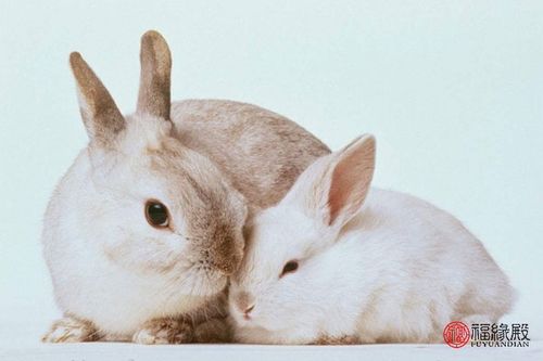 属兔都是哪年出生的