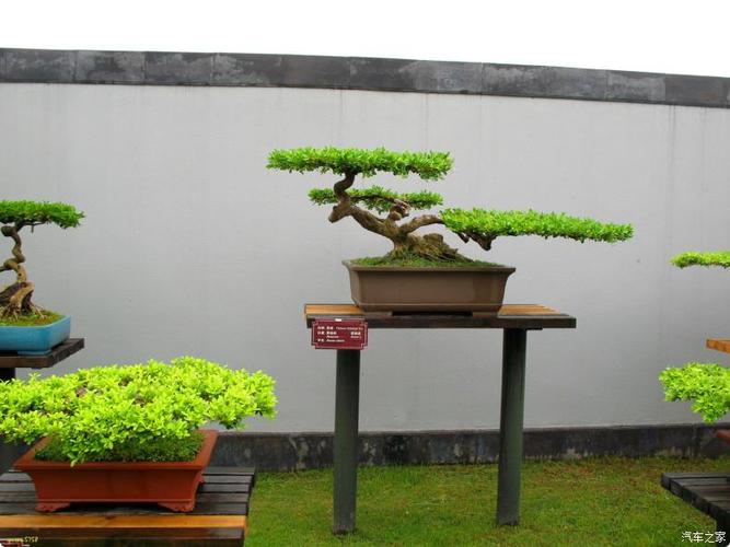 室外扬派盆景