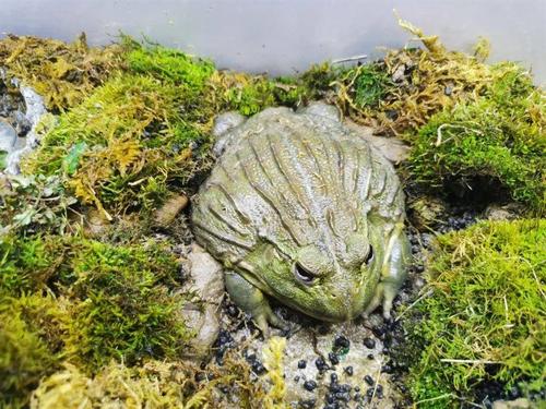 爱申活 暖心春 | 非洲牛蛙蹭热度 上海动物园两爬馆"上新"了