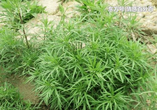 野藜蒿的功效与禁忌