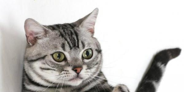 起司猫和普通虎斑美短的主要区别是什么?我这一只是美