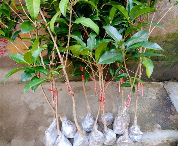 如何嫁接桂花 桂花嫁接时间和方法