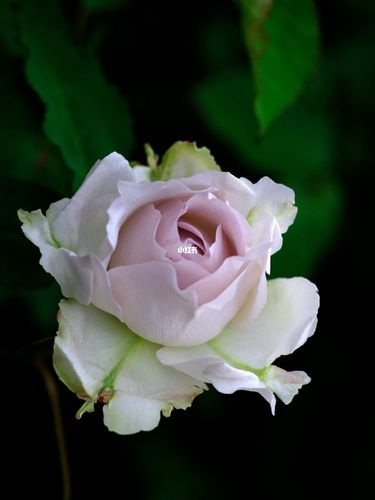河本月季 | 莎菲_秘密花园_粉紫色_饰品_我的秘密花园