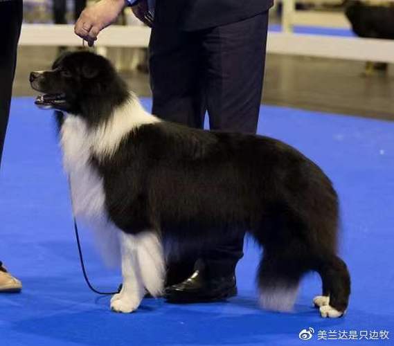 英国历年克鲁夫犬展边牧首席冠军欣赏