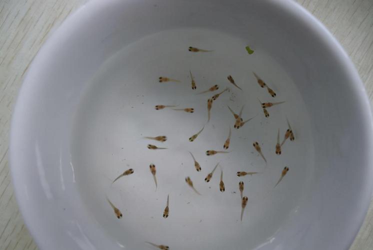 原创为什么小鱼苗越养越瘦饲养半个月一个月也不见生长呢