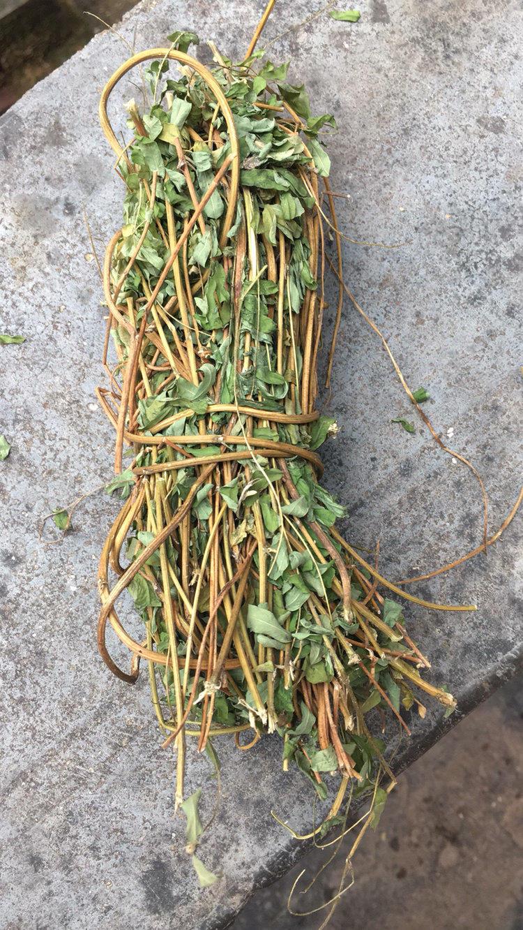 鸡骨草要怎么播种?