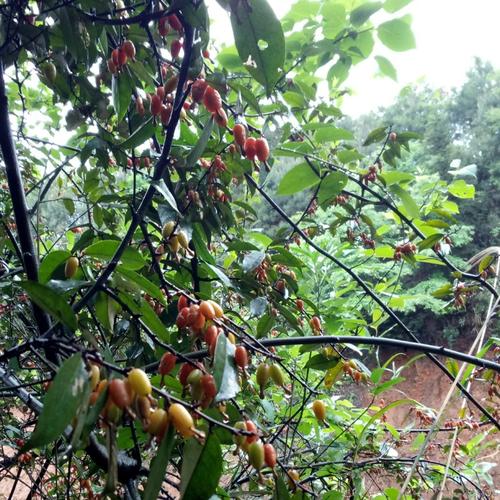 羊奶树苗果树奶子胡秃树桩四季常青盆栽绿植绿植