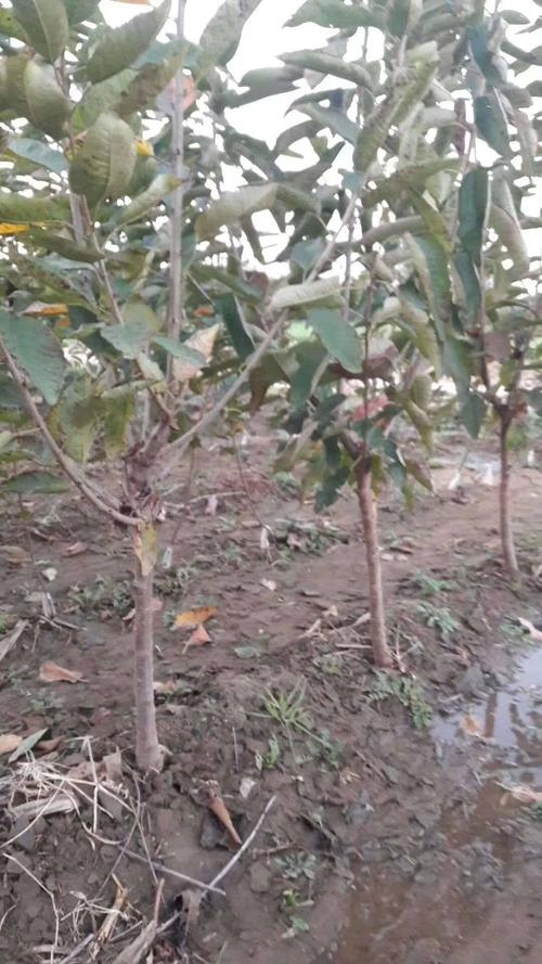 俄罗斯8号樱桃苗 樱桃树苗,嫁接樱桃树苗 俄罗斯八号樱桃树苗基地大量