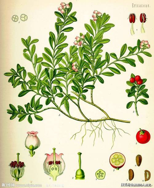 【植物界全系列】伞形科—芹亚科(十四):前胡_草本植物_中国_线形
