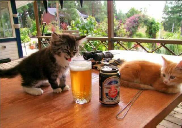 小伙给宠物猫头鹰喝啤酒后,看到它喝醉的表情,网友:这