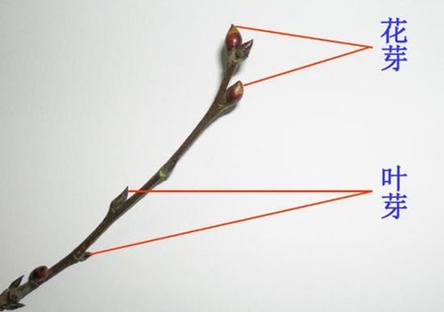 苹果树花芽?叶芽?这花芽咋就变成了大叶芽?