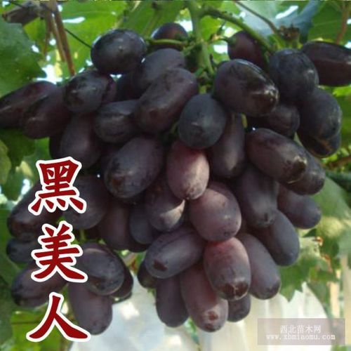 平度大泽山神奇无核黑美人葡萄奇妙无核葡萄苗南北方种植