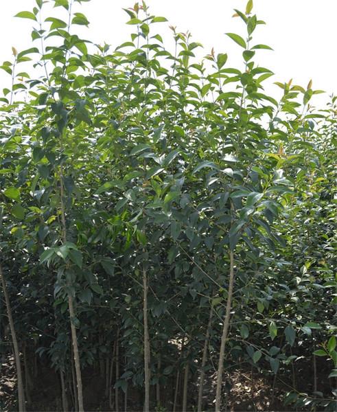 大叶女贞小苗行道树苗园林绿化工程苗木四季常青高杆女贞乔木常绿