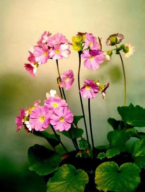 首页 花语文章  3,温度:报春花温暖,略带耐寒,适合生长温度约15°c