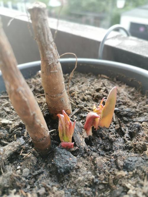 枯木逢春芍药发芽