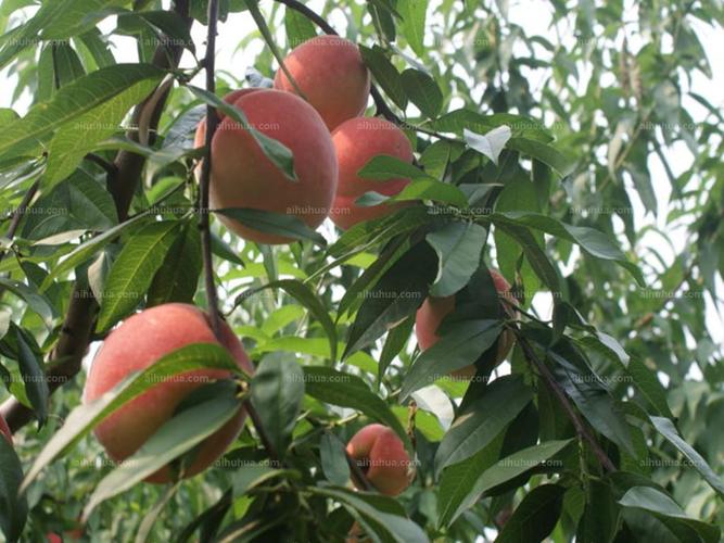 蟠桃图片_夏季的蟠桃图片大全 - 花卉网