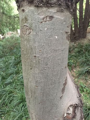 看叶子似松树,针叶细而长,看树干则不像,树皮光滑,没有普通松树的纵向