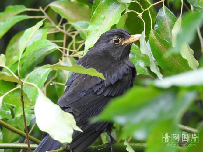 43天记录乌鸫安家窗台 网友朋友圈直播"鸟情"引关注