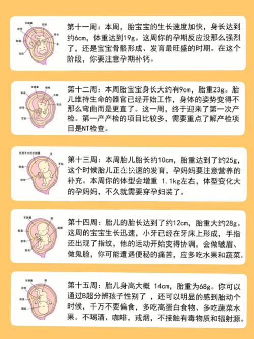 1-40周胎儿发育过程|按周核对6015_胎儿_孕期日记_怀孕_产检_孕期