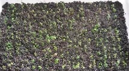 如何培育蓝莓幼苗