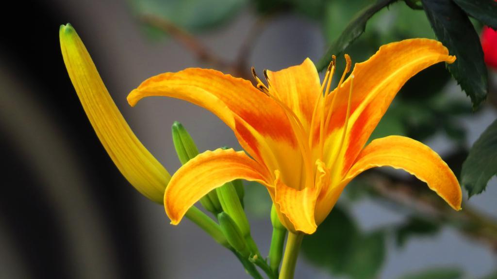 黄花菜