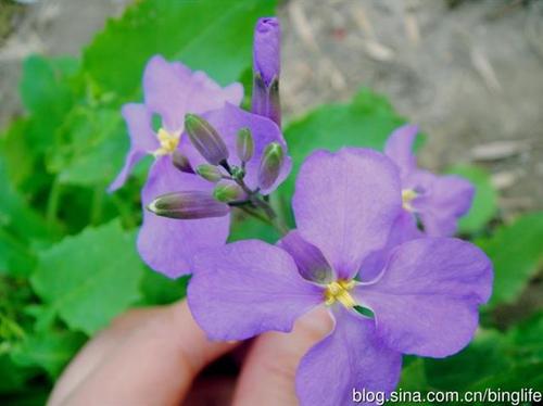 诸葛菜(十字花科)