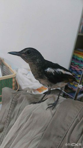 养四喜鸟(黑白)的经验