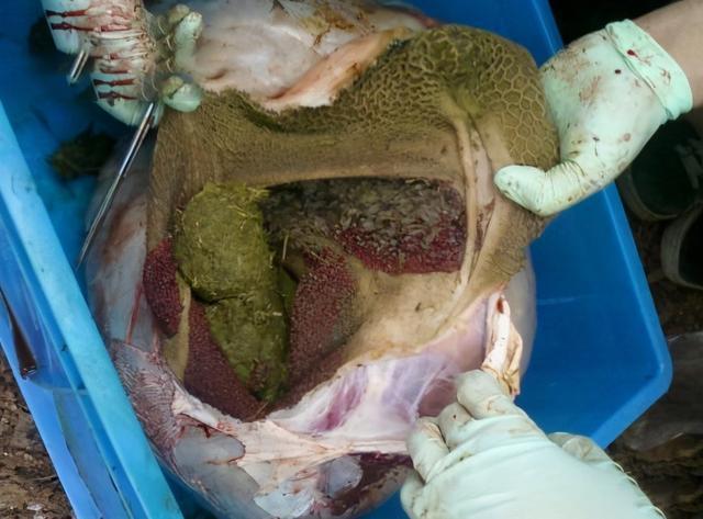 若不小心将蚂蟥吃进肚子中它还会在人体内存活吗