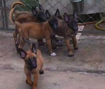 小马犬多少钱一只