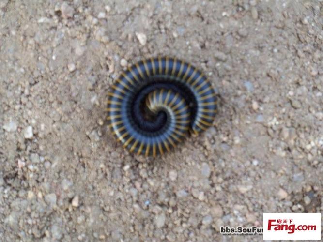 据说这只虫子叫做八步断肠散,是造成李时珍身亡的东东,不知真假?