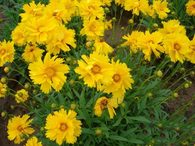 多年生大花重瓣金鸡菊种子剑叶波斯菊观赏花卉种子金鸡菊花粒种子