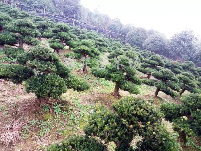 供应造型罗汉松