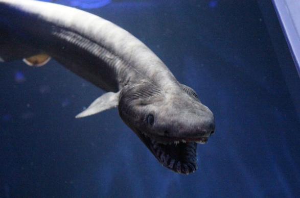 史前巨鱼至今仍存活活化石被当地人做成腌鱼