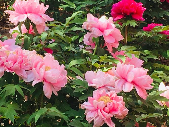 百花丛中最鲜艳,众香国里最壮观