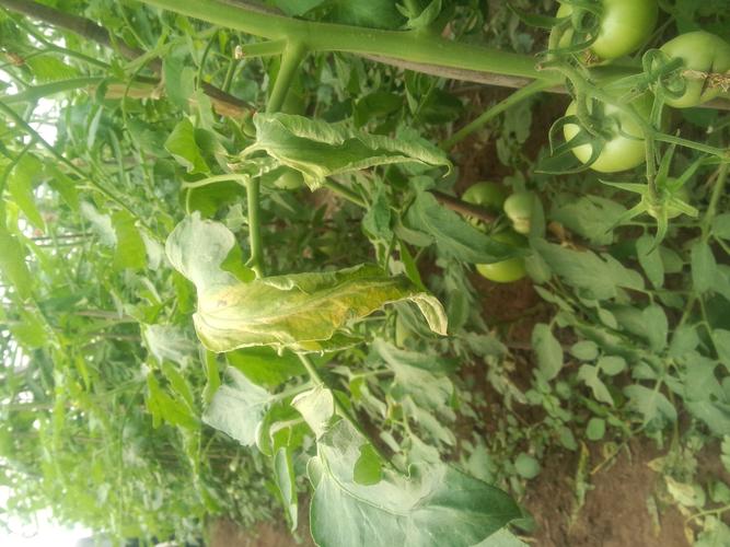 西红柿黄萎病,溃疡病怎么治疗?今年西红柿绝收,希望专家给予解答.