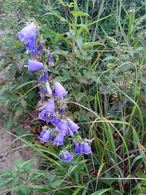 请问这蓝色野花的名字?