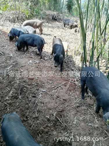 公,母用途作种产地/厂家江苏瑞艺黑猪繁育场品种山黑猪货号1-128品类