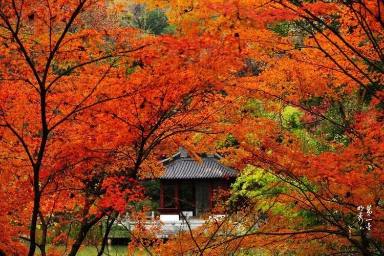 现在的栖霞山依然是最佳观赏期请对我们有信心但是从不曾缺席红叶