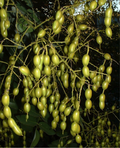 槐树肉乎乎的果实.