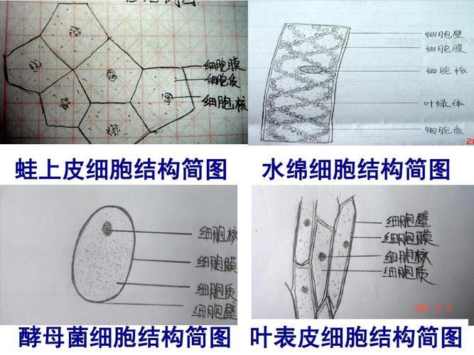 水绵细胞结构简图 酵母菌细胞结构简图 叶表皮细胞结构简图