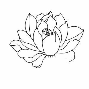 荷花简笔画简单画法步骤