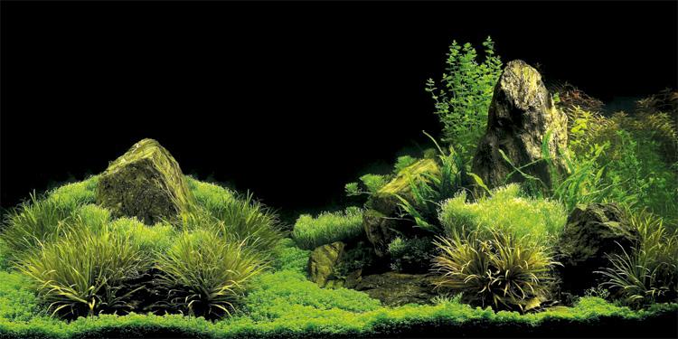 高清海底世界背景 水族箱造景装饰壁纸 水草热带鱼缸背景 订做/制