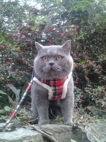 蓝猫威武