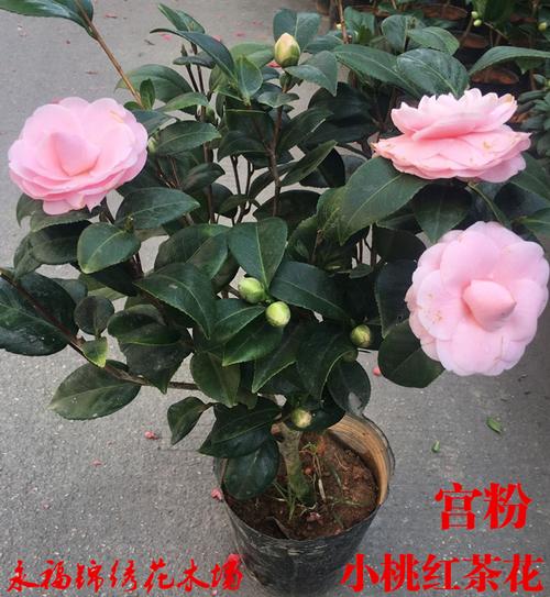 宫粉雨春小桃红福建龙岩粉色茶花苗高档名贵花卉经典粉色系茶花