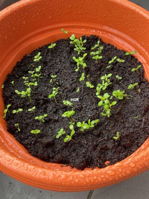 9890小雏菊种植(5)起死回生_小雏菊_小雏菊种植_家居家装_家居