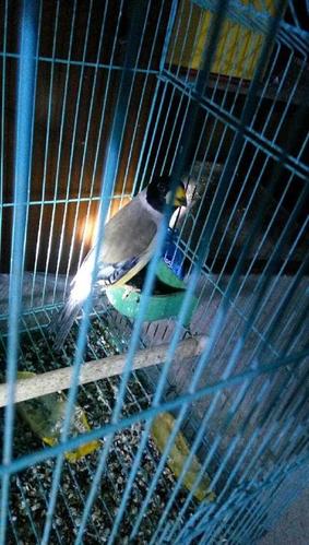 哨花子一年半,保唱.—葫芦岛绥中县玩赏鸟