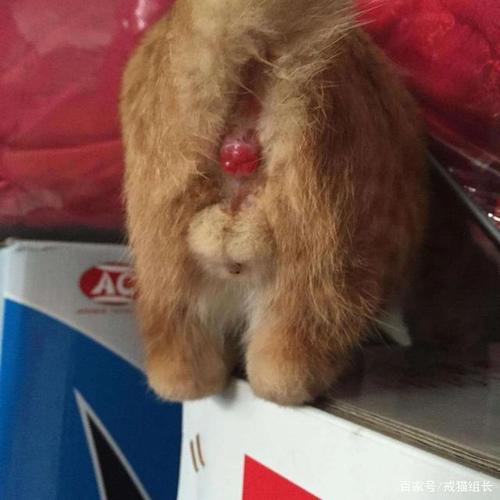猫咪肛门腺是什么用不用挤掉呢