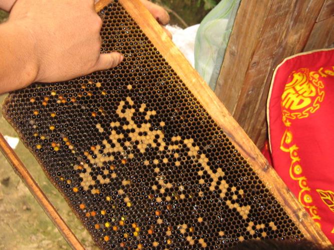 蜜蜂的家