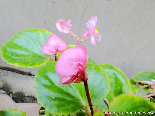 生长环境:四季海棠性喜阳光,稍耐荫,怕寒冷,喜温暖,稍阴湿的环境和
