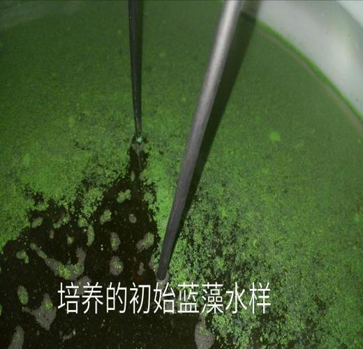 富营养化水体蓝藻水华的轮虫b防控技术的研究毕业论文